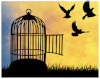 birds escaping cage